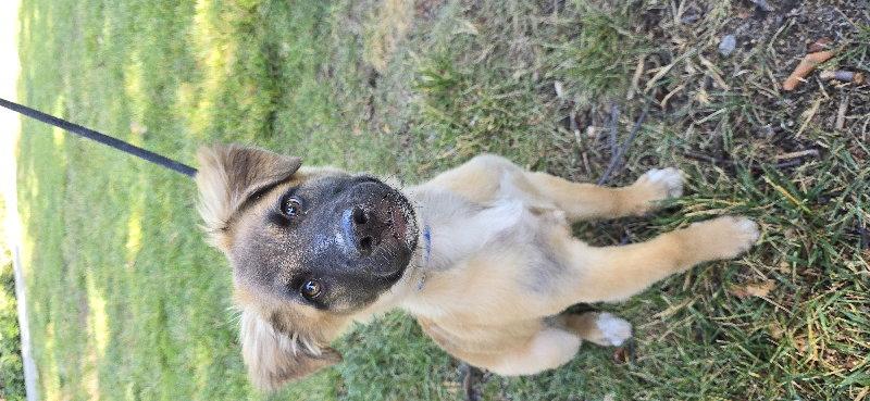 Walnut, a Adoptable Shepherd in Sunnyvale, CA image 2/2