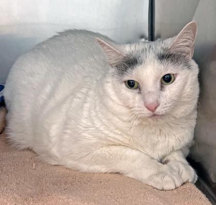 Cha Cha — thumbnail 2