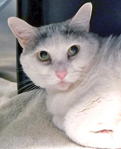 Cha Cha — thumbnail 4