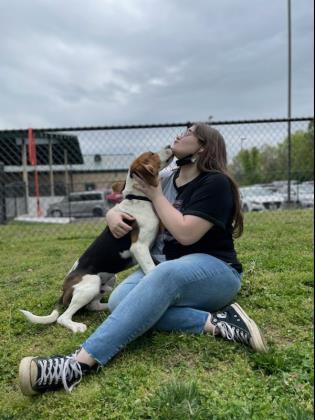 Enlarge Pogo, a Adoptable mixed breed in Springfield, MO image 4/6