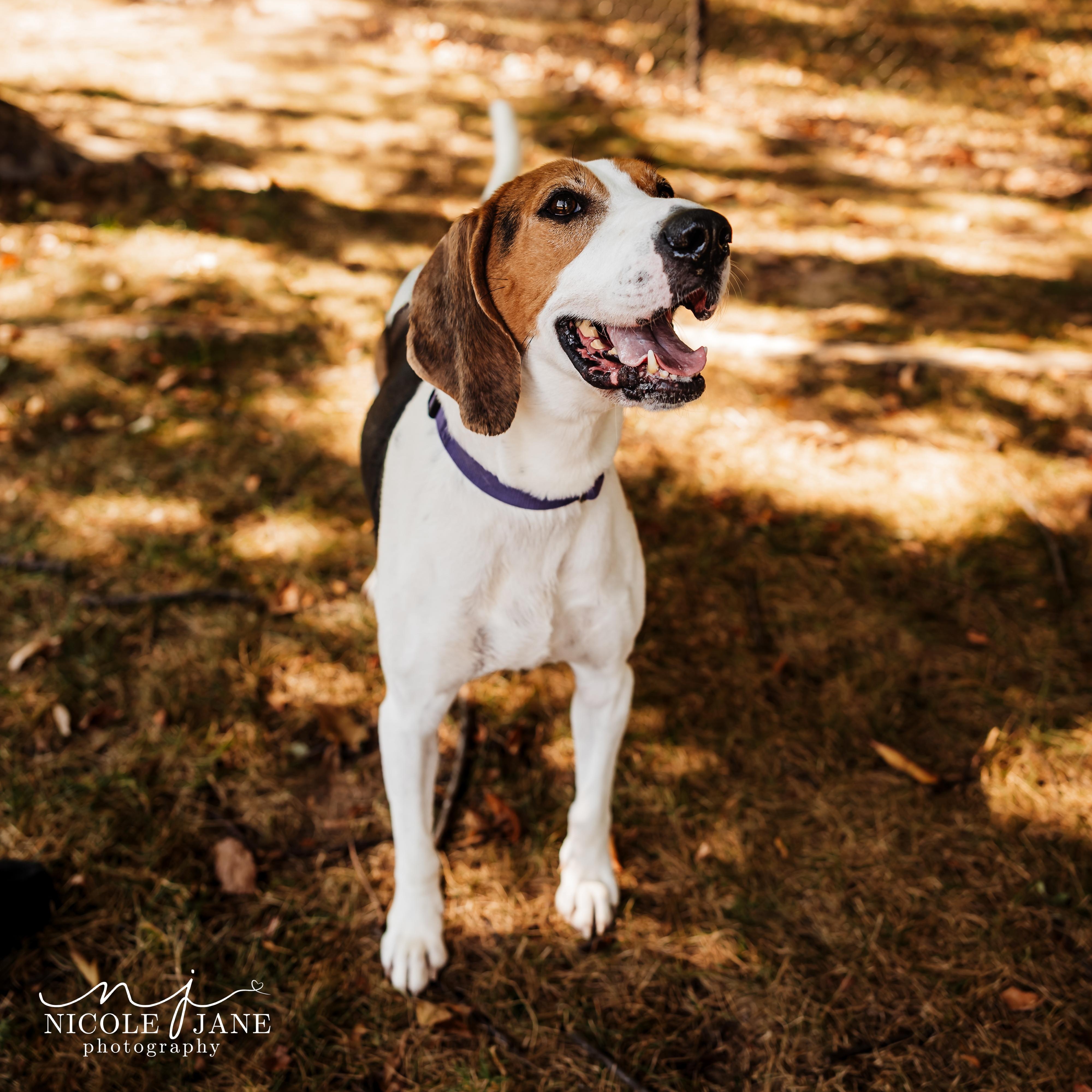 Enlarge Pogo, a Adoptable mixed breed in Springfield, MO image 2/6