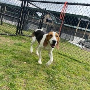 Enlarge Pogo, a Adoptable mixed breed in Springfield, MO image 5/6