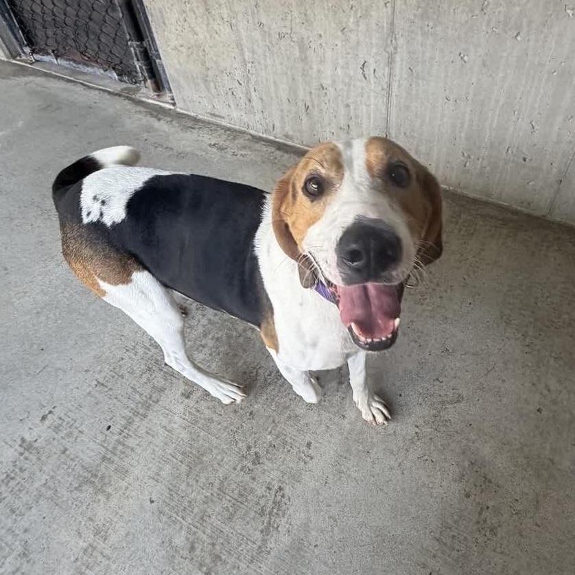 Enlarge Pogo, a Adoptable mixed breed in Springfield, MO image 6/6
