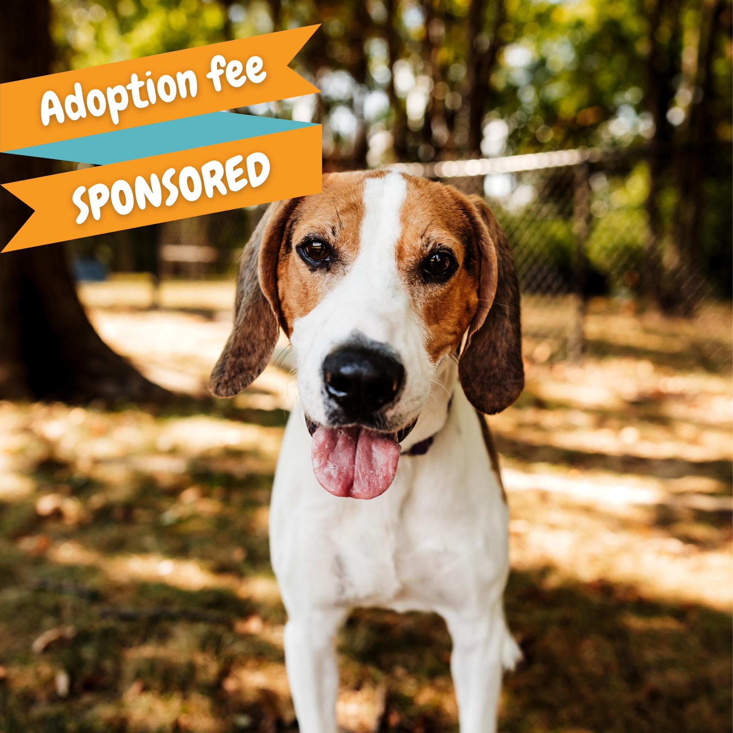 Pogo, Adoptable, Senior Male Hound & Bloodhound.