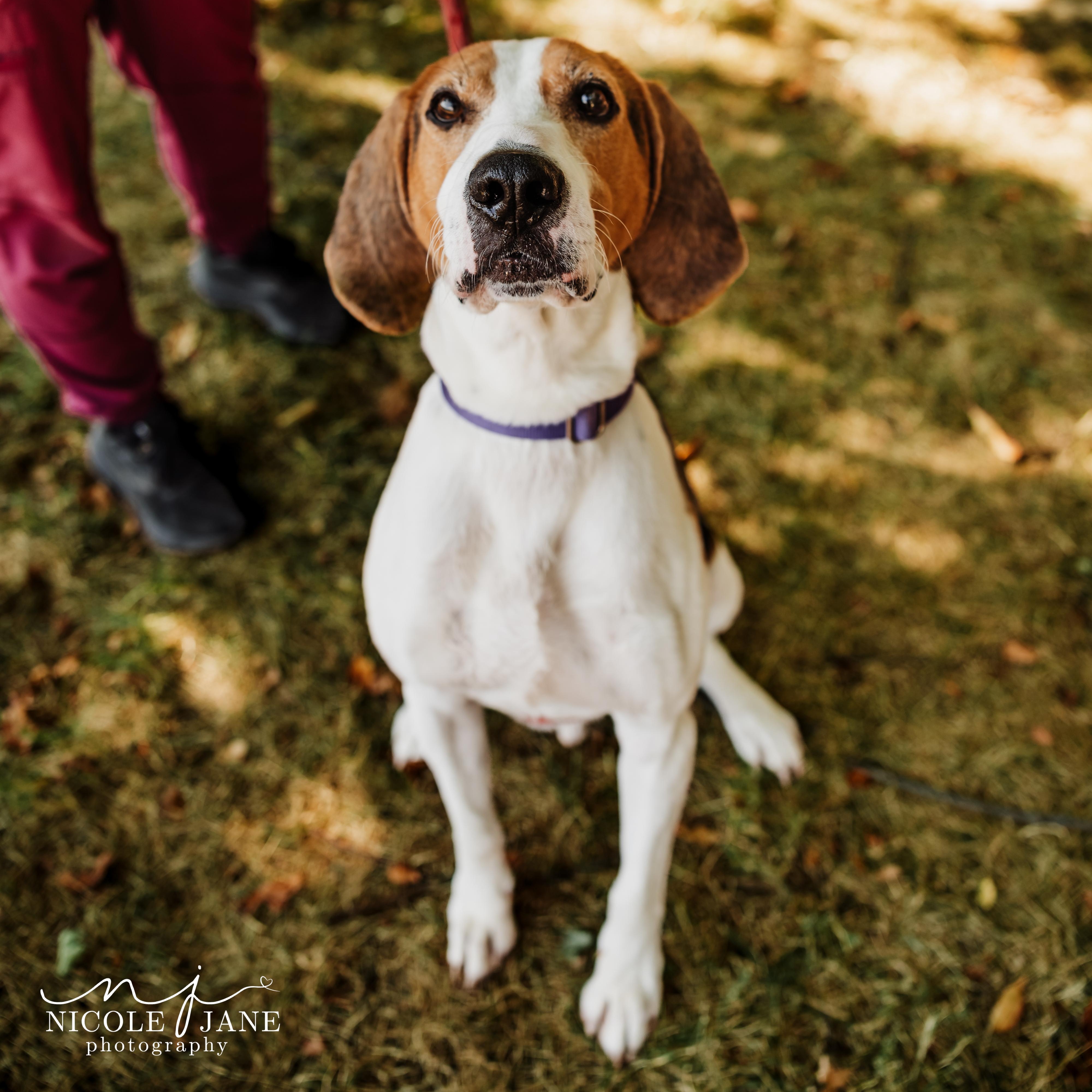 Enlarge Pogo, a Adoptable mixed breed in Springfield, MO image 3/6