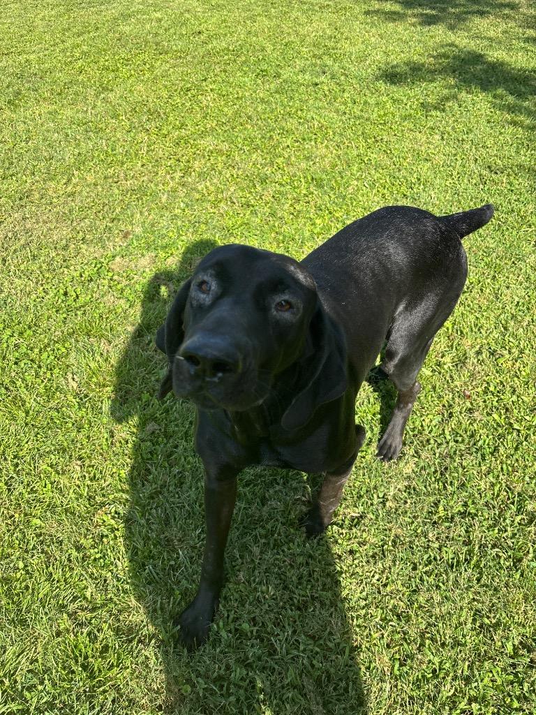 Enlarge Vader, a Adoptable mixed breed in Metter, GA image 1/1