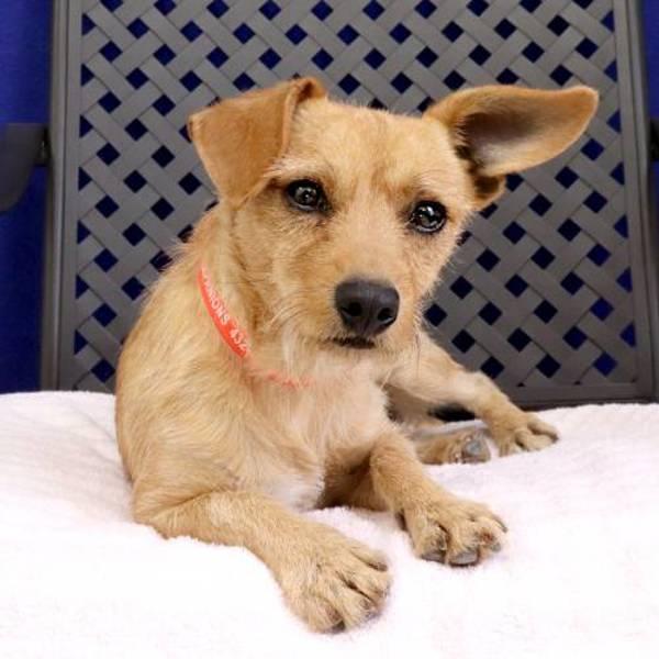 Pepe, Adoptable, Young Male Terrier.