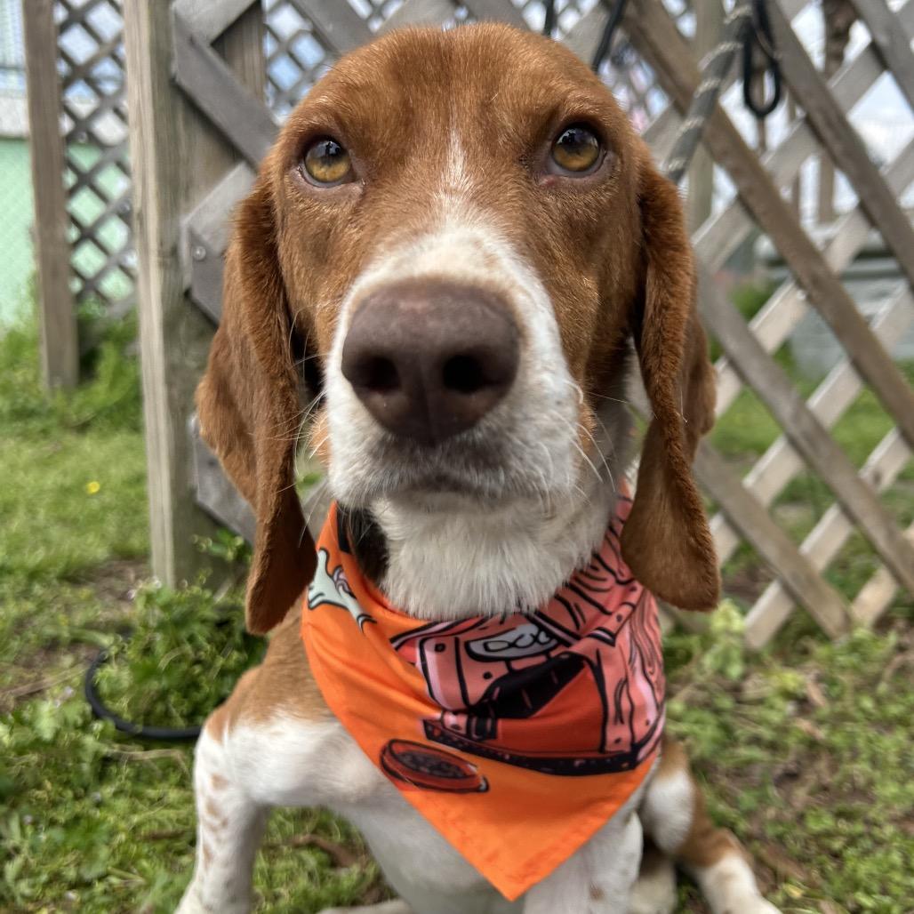 Enlarge Sir George IV, a Adoptable Beagle in West Point, MS image 1/4