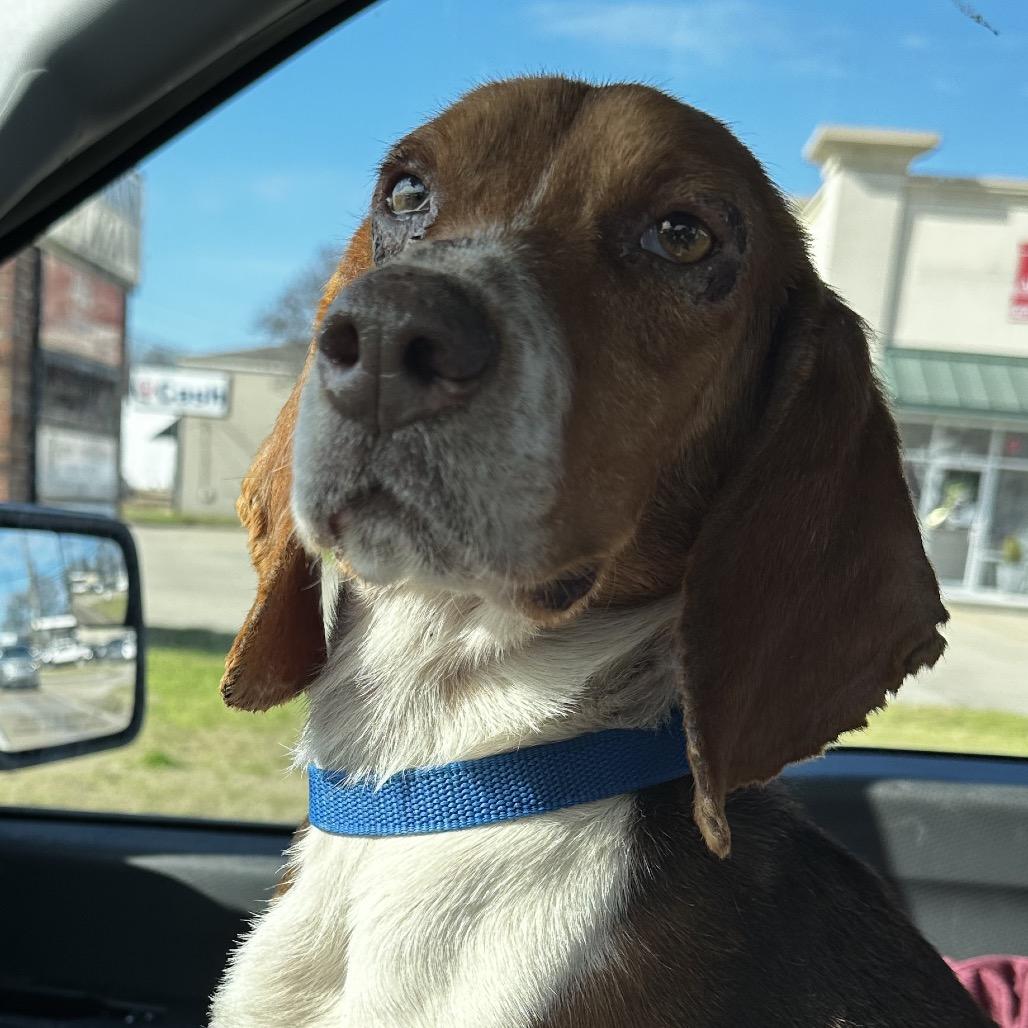 Sir George IV, Adoptable, Adult Male Beagle.