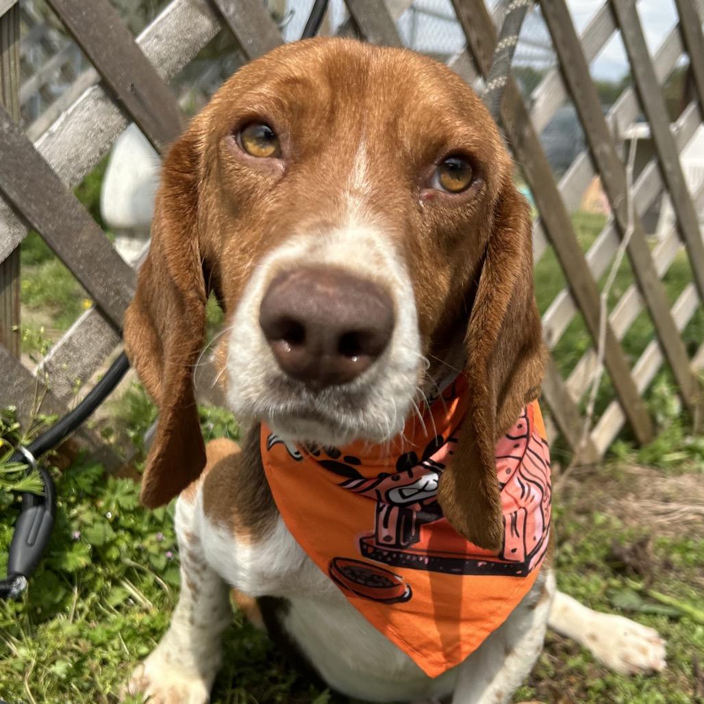 Enlarge Sir George IV, a Adoptable Beagle in West Point, MS image 3/4