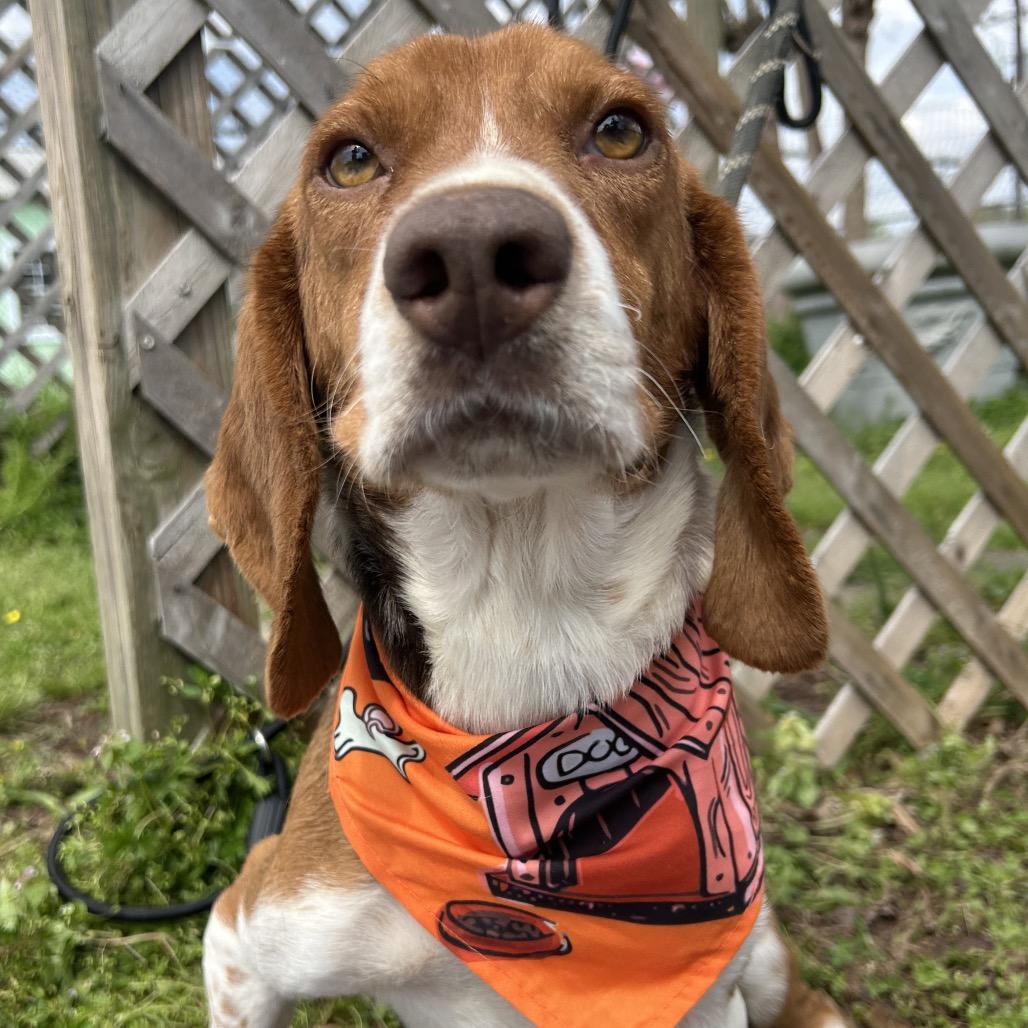 Enlarge Sir George IV, a Adoptable Beagle in West Point, MS image 4/4
