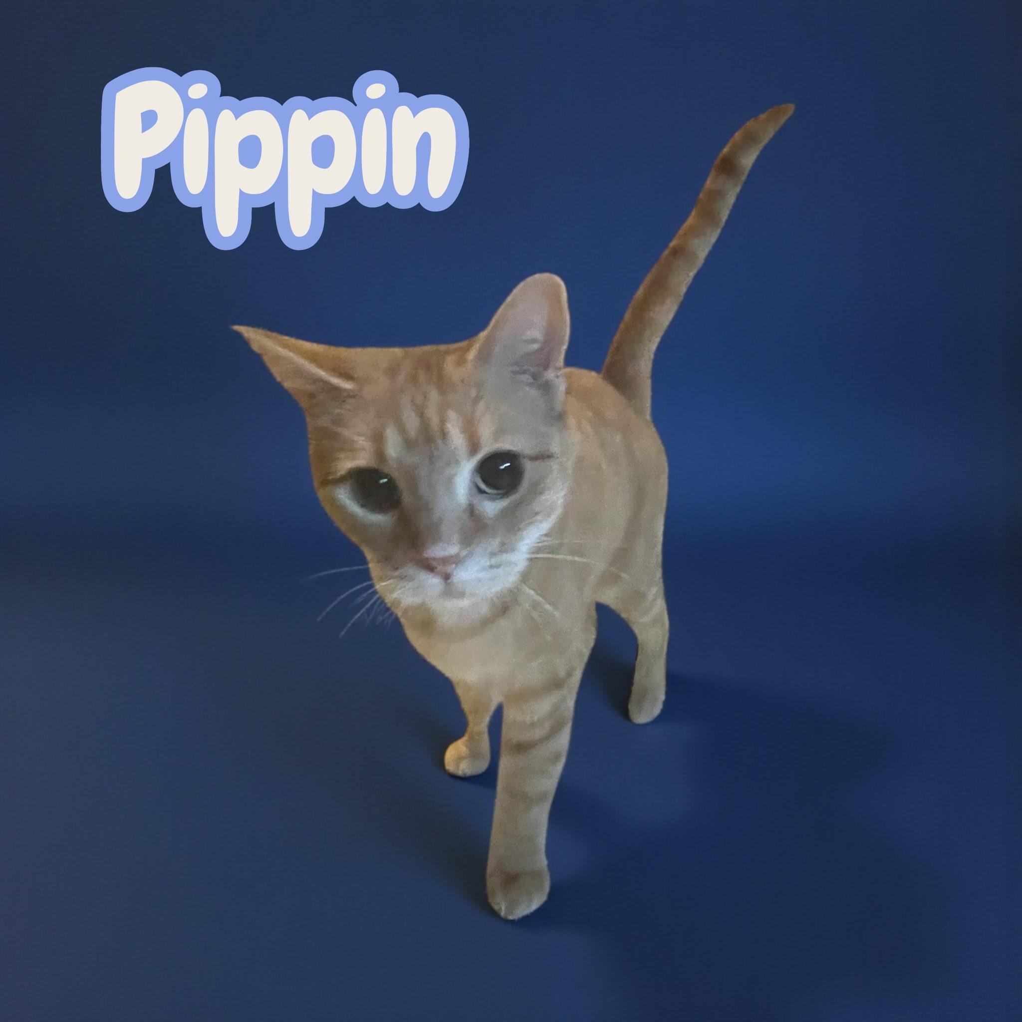 Pippin