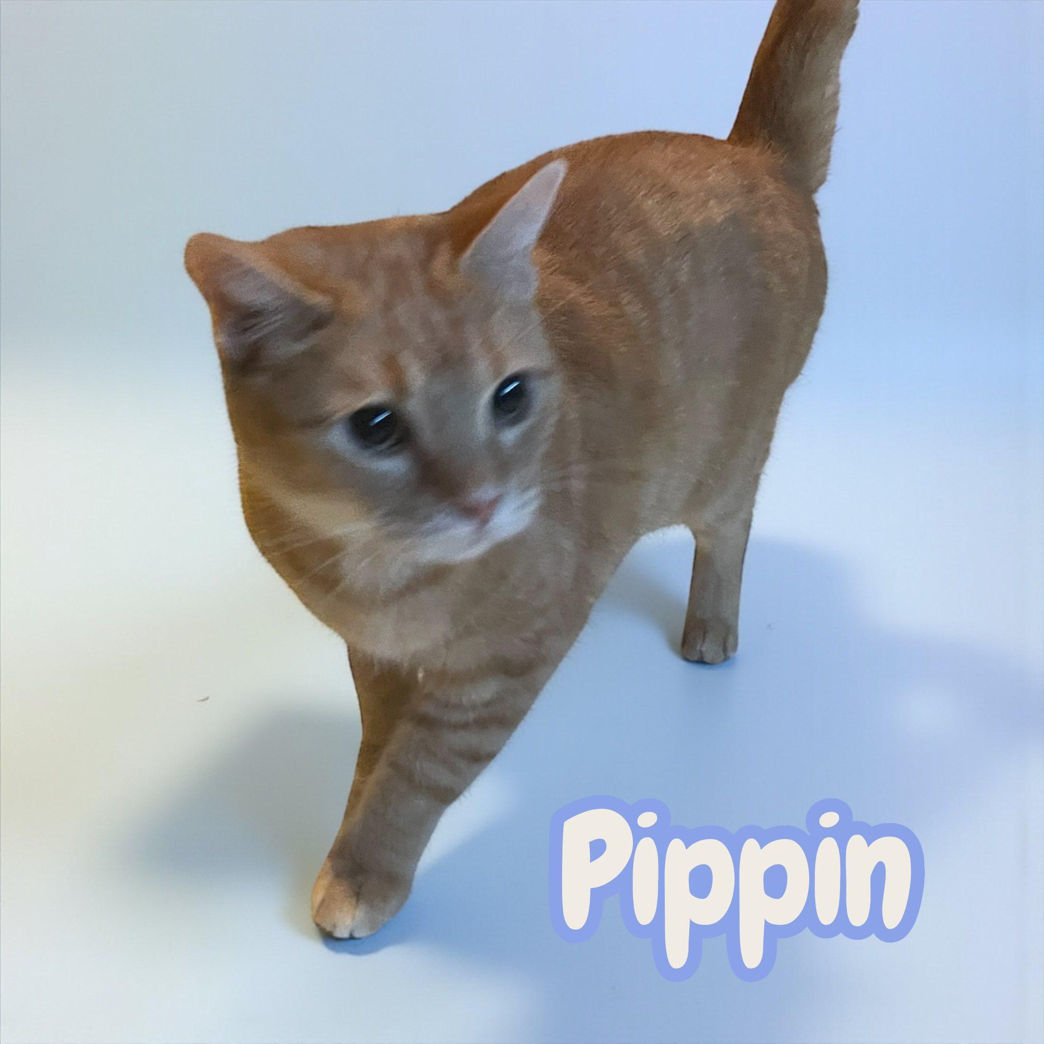 Pippin — thumbnail 2