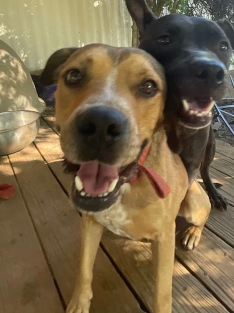 Houdini, Adoptable, Young Male Black Mouth Cur.