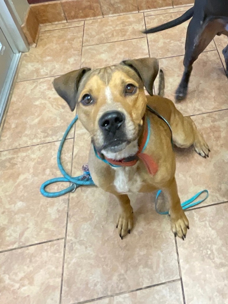 Houdini, a Adoptable Black Mouth Cur in Bixby, OK image 2/4
