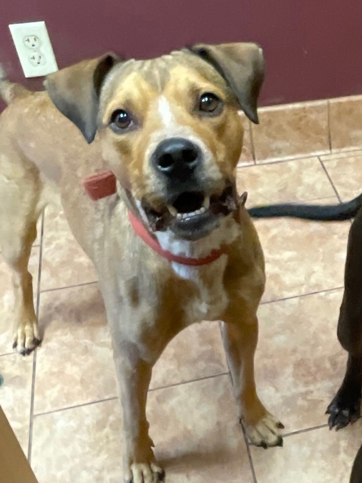 Houdini, Adoptable, Young Male Black Mouth Cur.