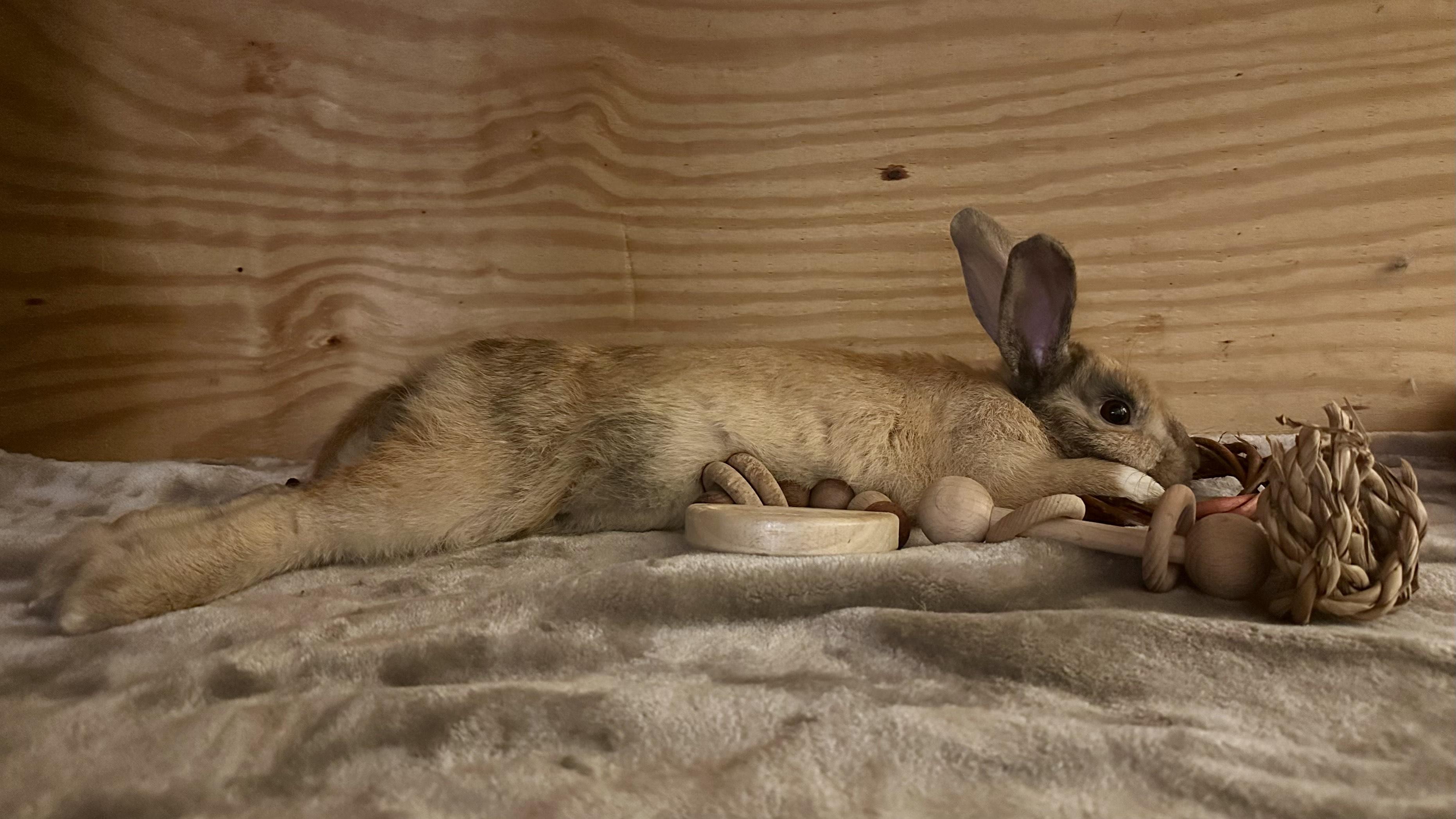 Enlarge Savvy, an adoptable Harlequin in Philadelphia, PA image 1/5