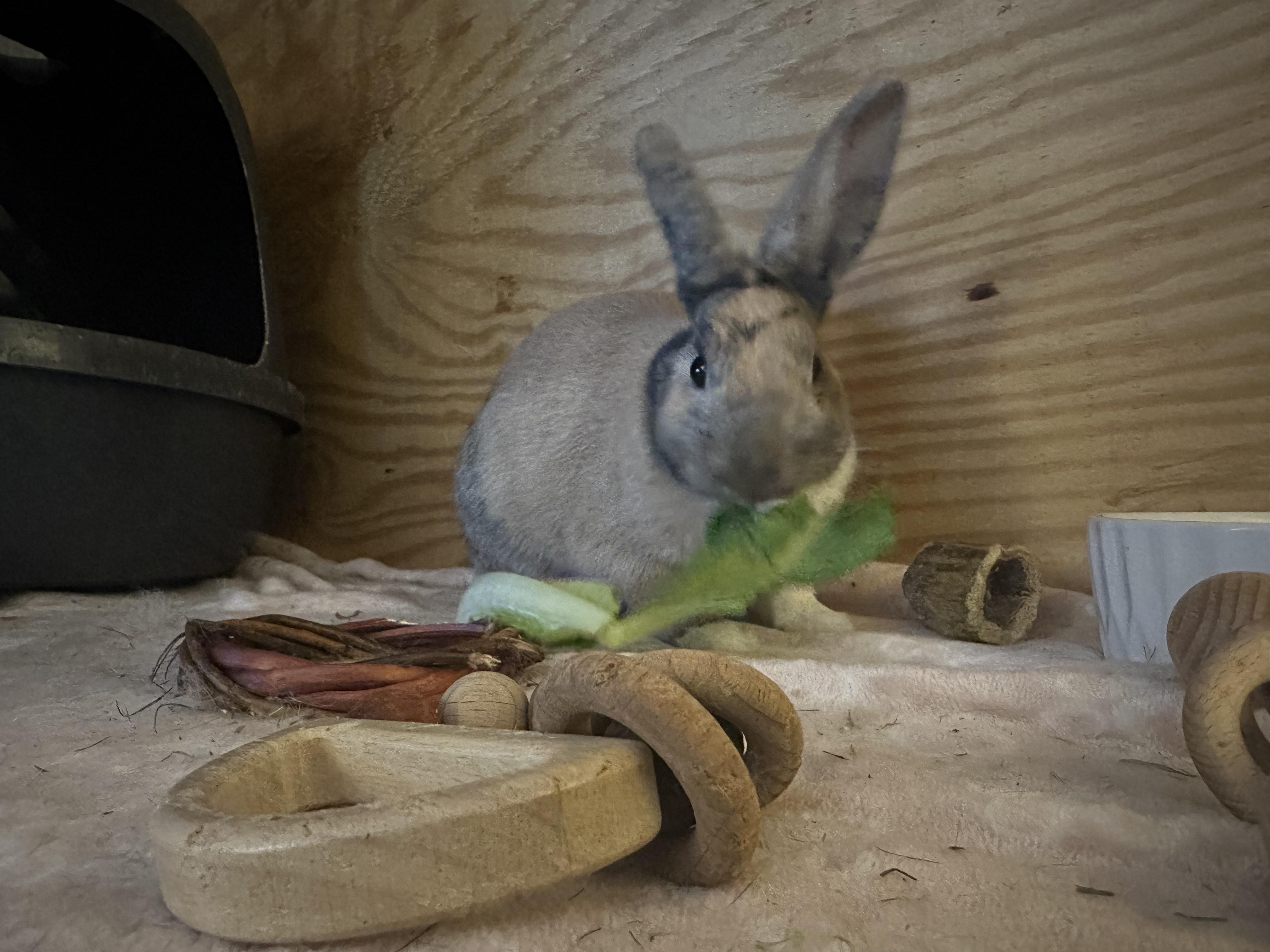 Enlarge Savvy, an adoptable Harlequin in Philadelphia, PA image 2/5