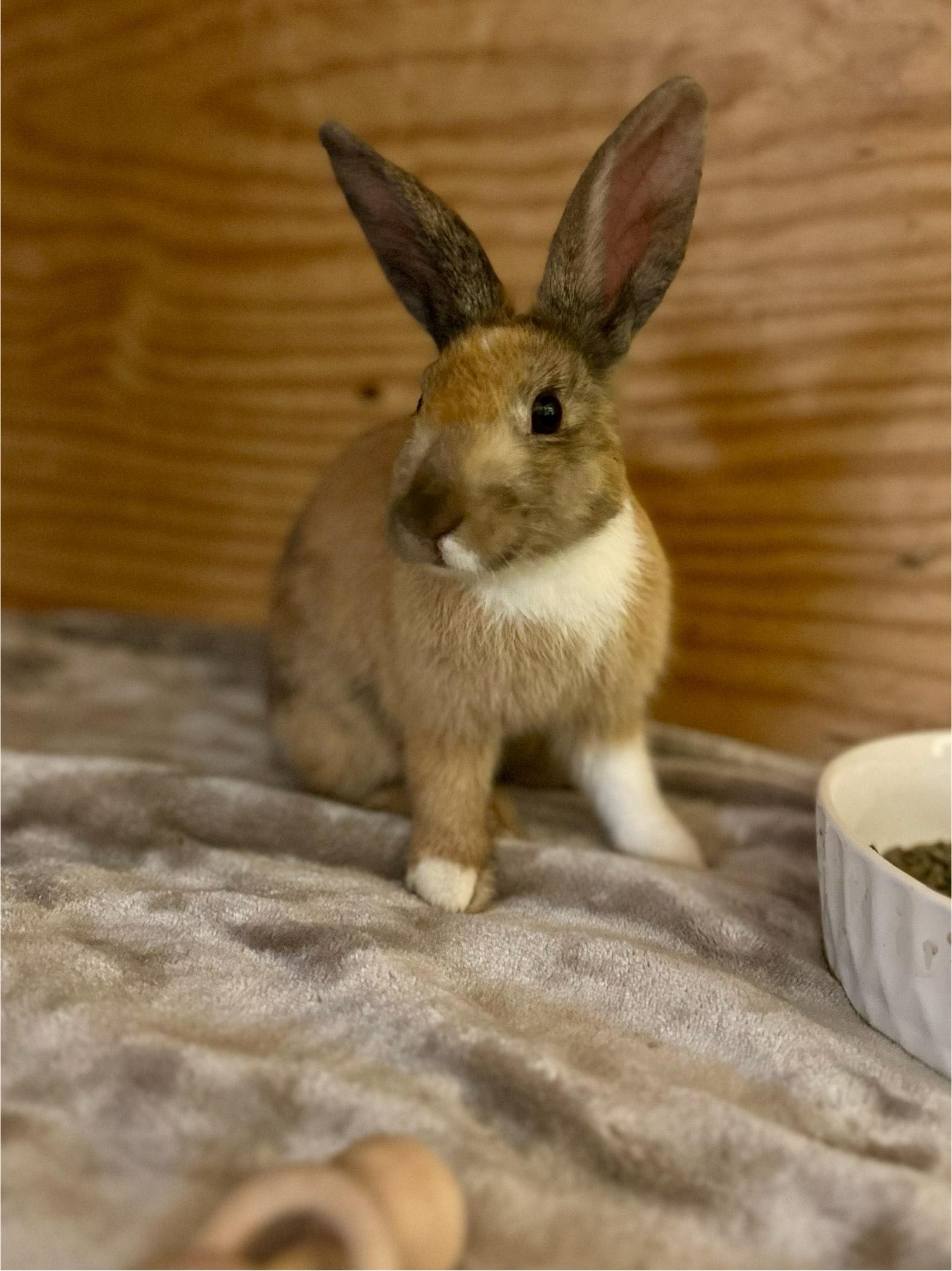 Savvy, adoptable, Young Female Harlequin.
