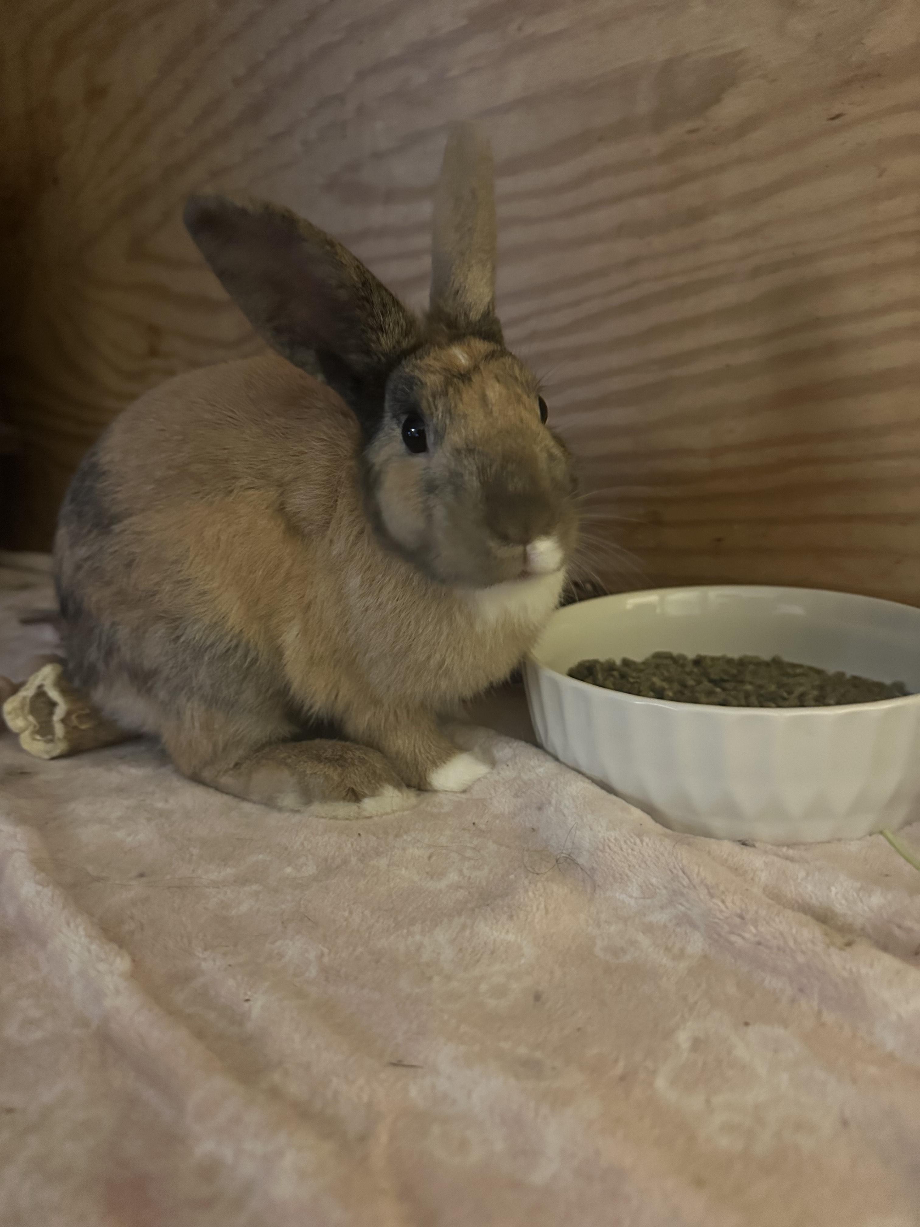 Enlarge Savvy, an adoptable Harlequin in Philadelphia, PA image 4/5