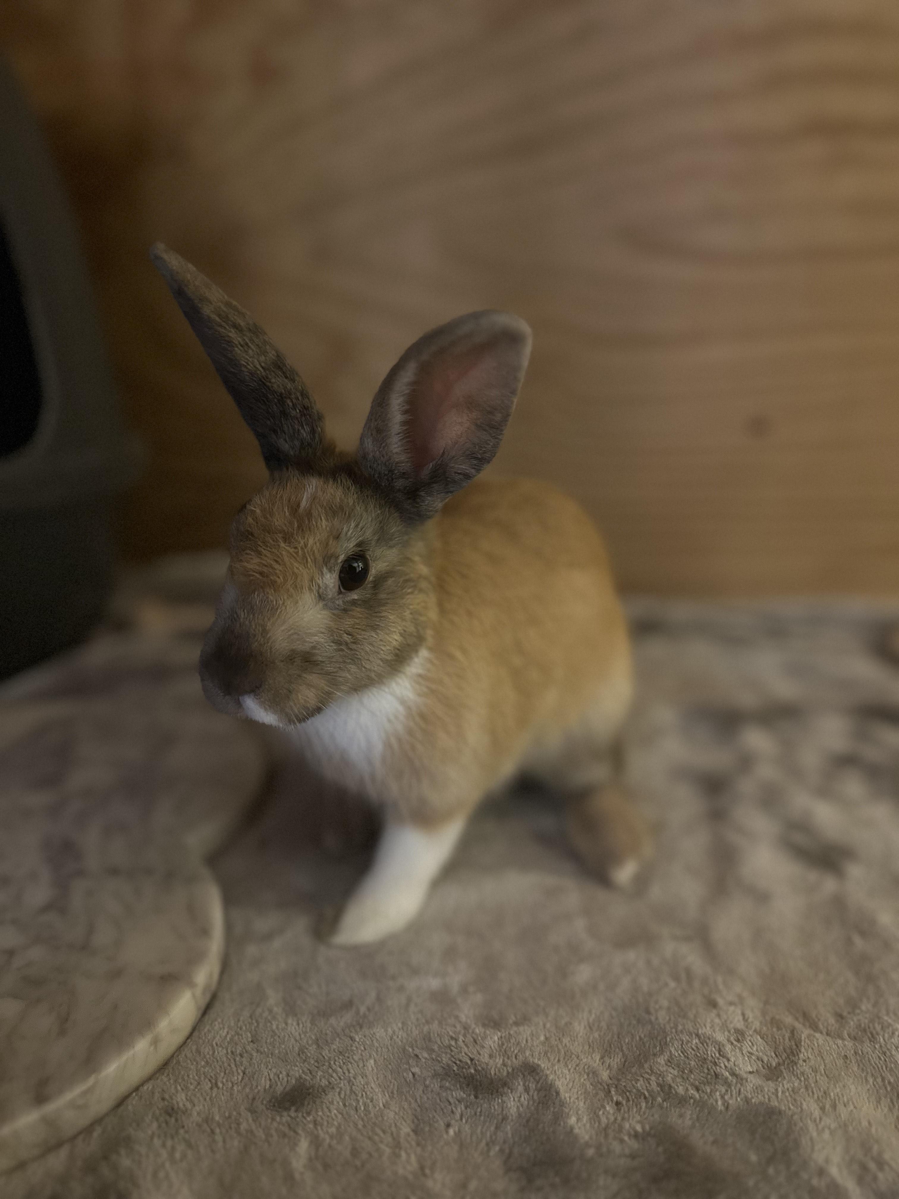 Enlarge Savvy, an adoptable Harlequin in Philadelphia, PA image 5/5