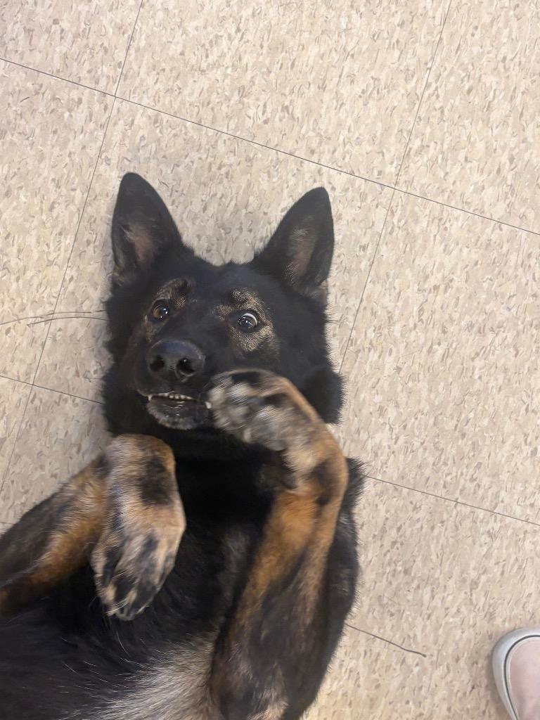 Josephine, Adopted, Adult Female German Shepherd Dog.