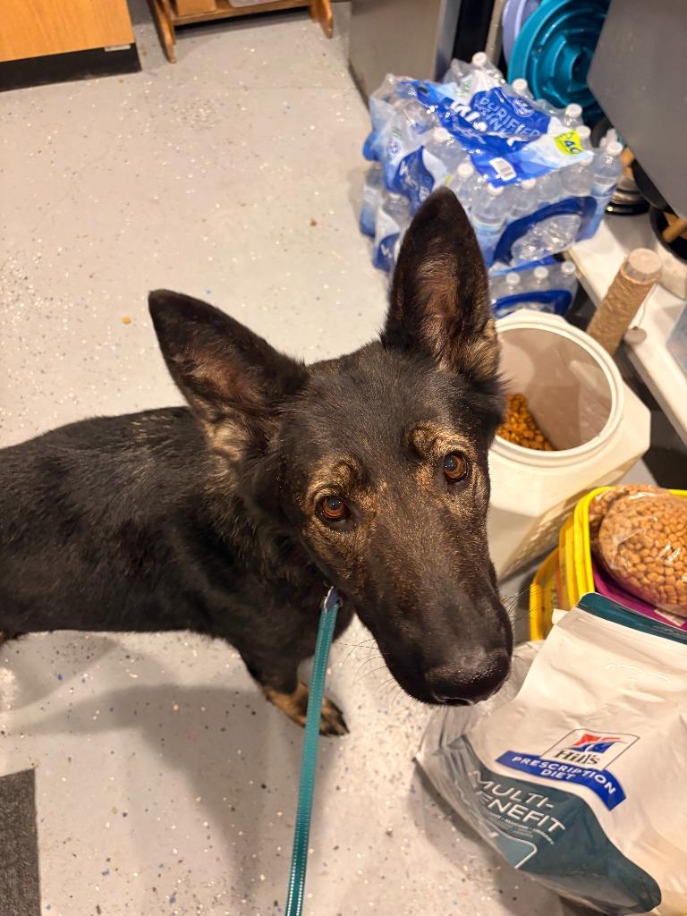 Enlarge Josephine, a Adopted German Shepherd Dog in Heber City, UT image 3/4