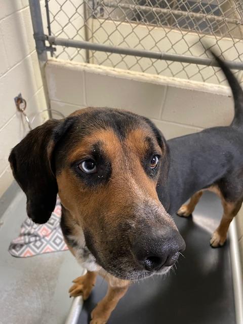 Enlarge Gulliver, a Adoptable mixed breed in Heathsville, VA image 1/5