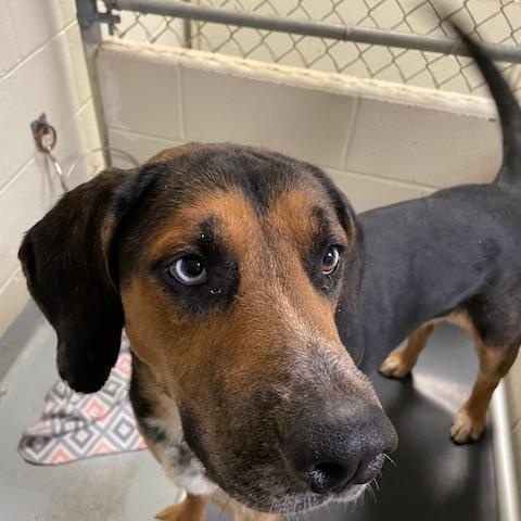 Gulliver, a Adoptable mixed breed in Heathsville, VA image 1/6