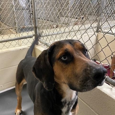 Gulliver, a Adoptable mixed breed in Heathsville, VA image 2/6