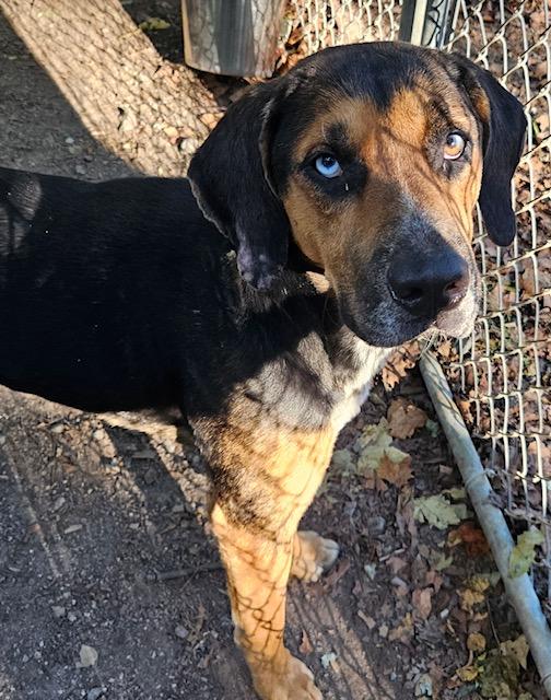 Enlarge Gulliver, a Adoptable mixed breed in Heathsville, VA image 3/5