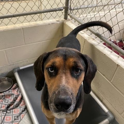 Gulliver, a Adoptable mixed breed in Heathsville, VA image 4/6