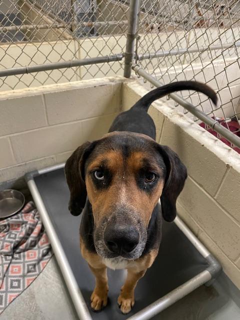 Enlarge Gulliver, a Adoptable mixed breed in Heathsville, VA image 4/5