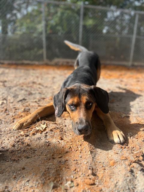 Enlarge Gulliver, a Adoptable mixed breed in Heathsville, VA image 5/5