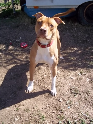 Nacho, an adoptable Pit Bull Terrier in Cantua Creek, CA, 93608 | Photo Image 1