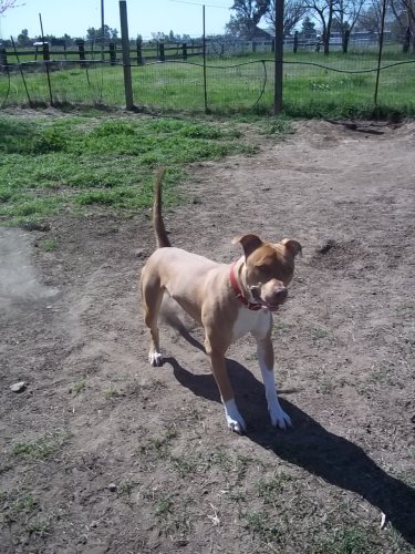 Nacho, a Adoptable Pit Bull Terrier in Cantua Creek, CA image 2/4