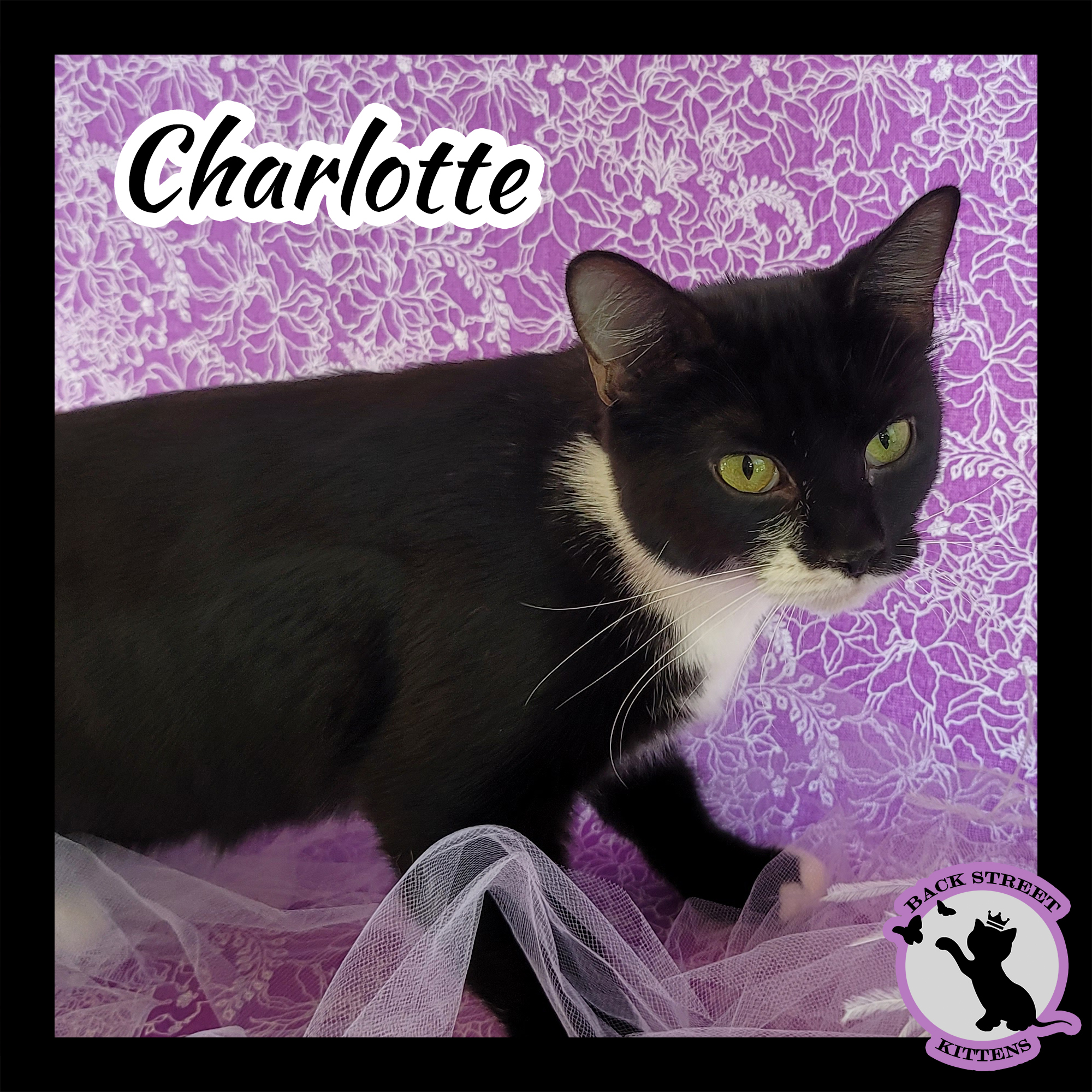 Enlarge Charlotte, a Adoptable Domestic Short Hair in Dacula, GA image 1/12