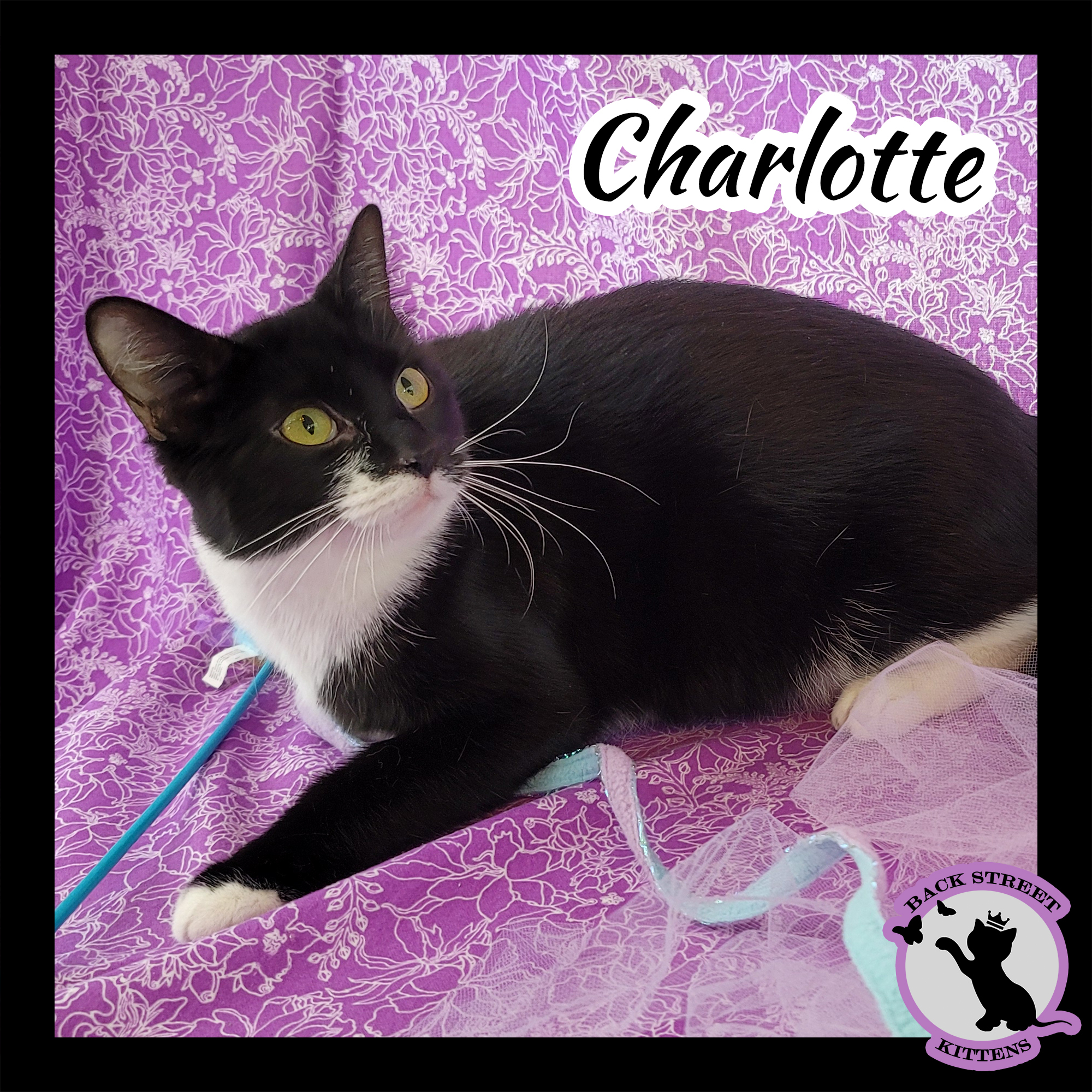 Enlarge Charlotte, a Adoptable Domestic Short Hair in Dacula, GA image 2/12