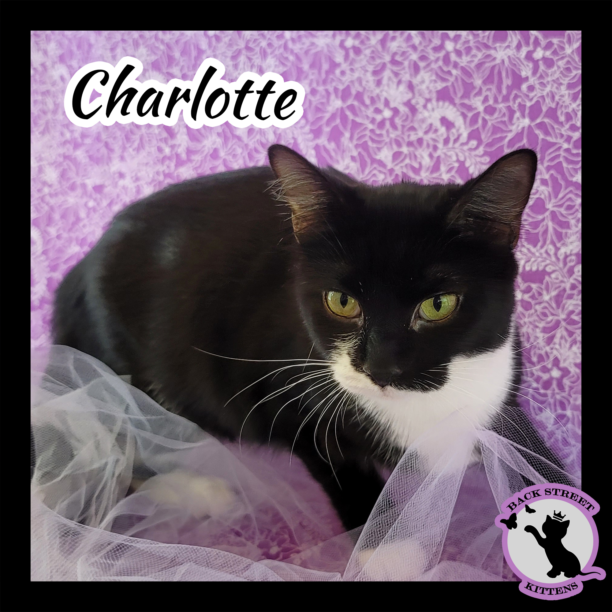 Enlarge Charlotte, a Adoptable Domestic Short Hair in Dacula, GA image 3/12