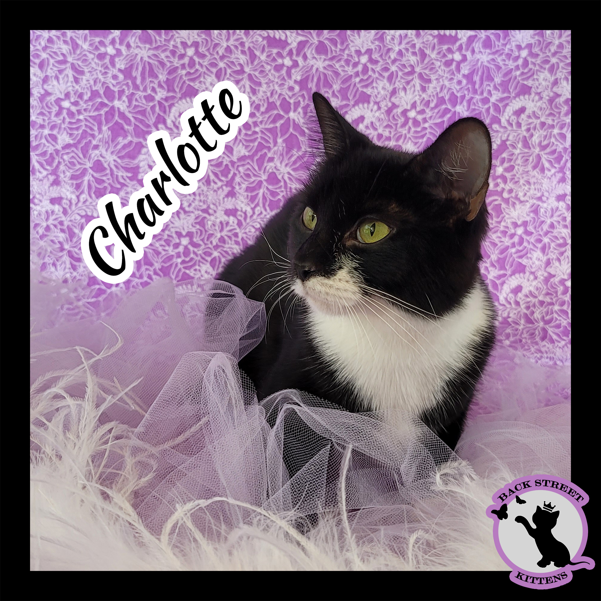 Enlarge Charlotte, a Adoptable Domestic Short Hair in Dacula, GA image 4/12