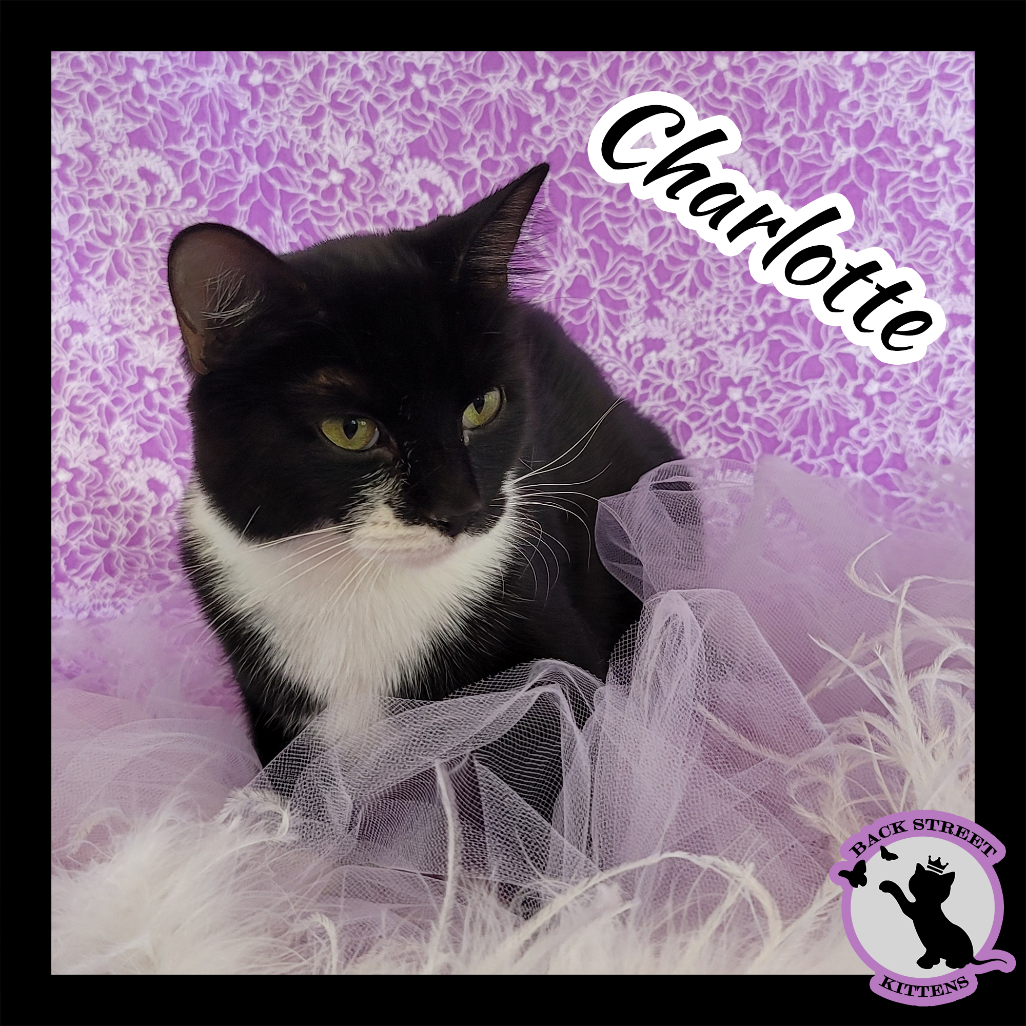 Enlarge Charlotte, a Adoptable Domestic Short Hair in Dacula, GA image 5/12