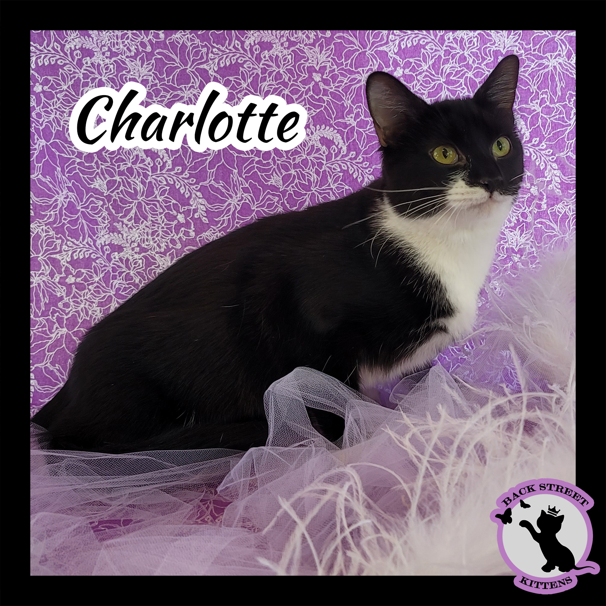 Enlarge Charlotte, a Adoptable Domestic Short Hair in Dacula, GA image 6/12