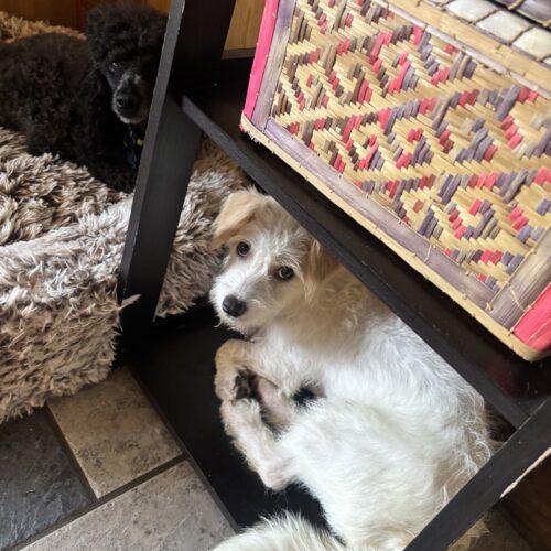 Acid Betty, a Adoptable mixed breed in Broken Arrow, OK image 2/6