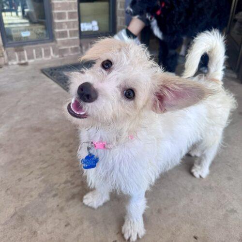 Acid Betty, a Adoptable mixed breed in Broken Arrow, OK image 1/3