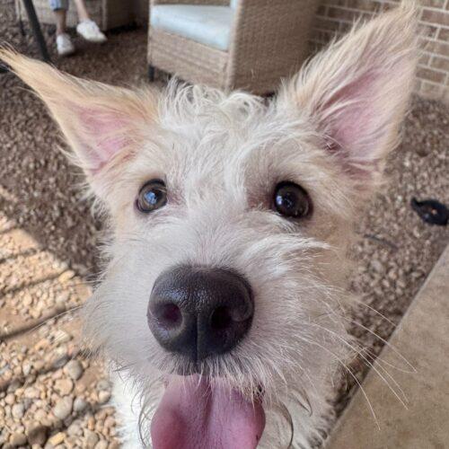 Acid Betty, a Adoptable mixed breed in Broken Arrow, OK image 2/3