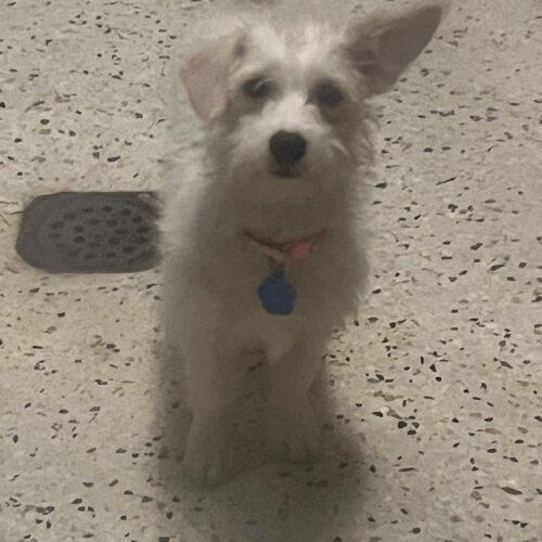 Acid Betty, Adoptable, Puppy Female Terrier & Mixed Breed.