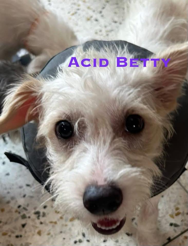 Enlarge Acid Betty, a Adoptable mixed breed in Broken Arrow, OK image 2/2