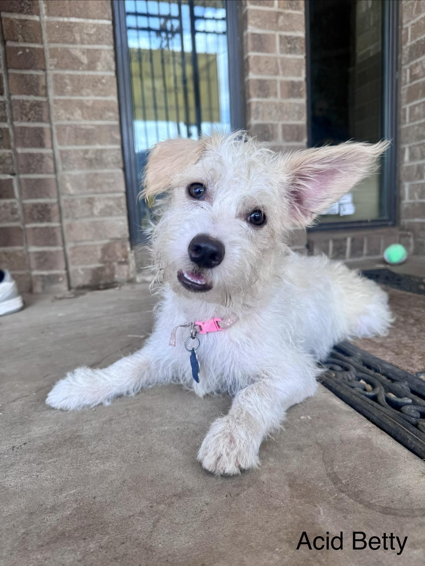 Acid Betty, a Adoptable mixed breed in Broken Arrow, OK image 3/3