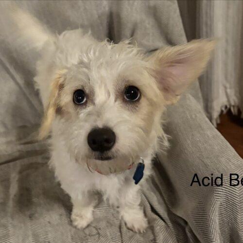 Acid Betty, a Adoptable mixed breed in Broken Arrow, OK image 5/6