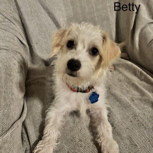 Acid Betty, a Adoptable mixed breed in Broken Arrow, OK image 6/6